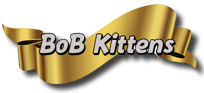 Best of Breed - Kittens